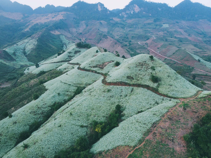 Phát hiện một ngọn đồi nở đầy hoa cải trắng siêu thơ mộng ở thiên đường Mộc Châu - 4