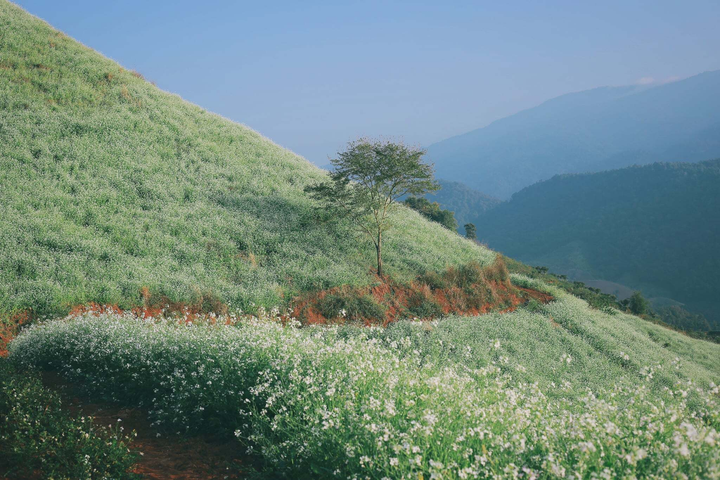 Phát hiện một ngọn đồi nở đầy hoa cải trắng siêu thơ mộng ở thiên đường Mộc Châu - 12