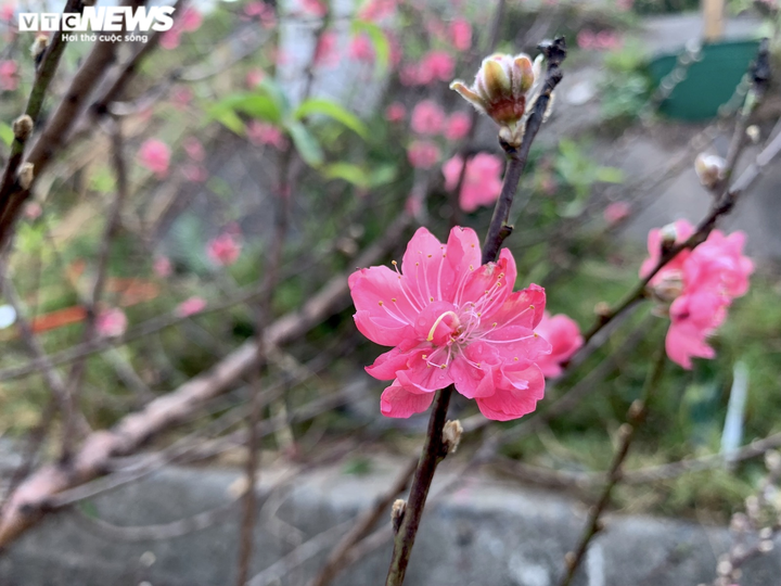 Đào Nhật Tân lần đầu xuống phố Hà Nội, chợ hoa Quảng Bá rực sắc xuân - 4