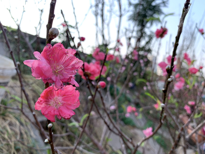 Đào Nhật Tân lần đầu xuống phố Hà Nội, chợ hoa Quảng Bá rực sắc xuân - 5