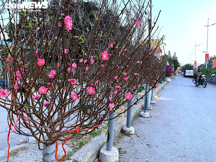 Đào Nhật Tân lần đầu xuống phố Hà Nội, chợ hoa Quảng Bá rực sắc xuân - 1