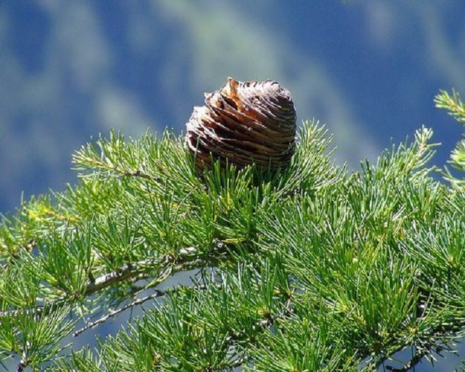 Những điều cần biết về Xịt mũi họng Khiết Thanh - 2