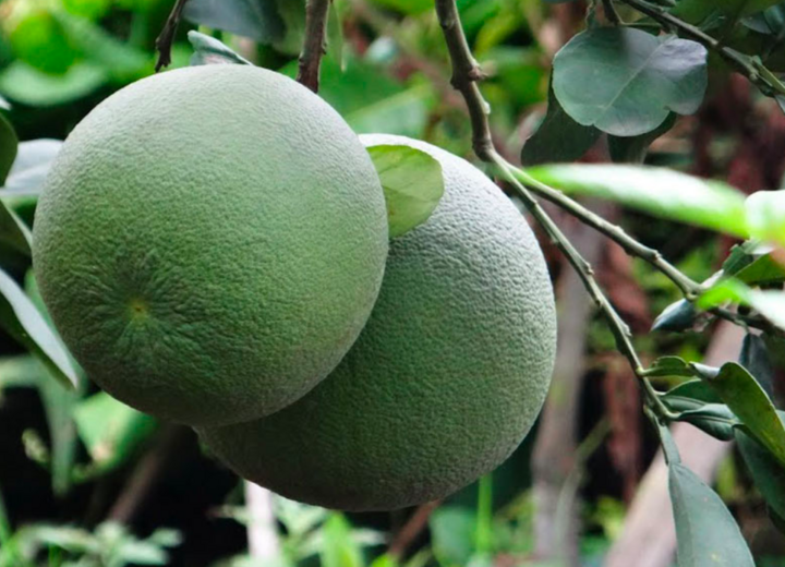 HTX Ngọc Lan: Mô hình trồng cây ăn quả đạt chuẩn xuất khẩu có tiềm năng lớn - 1