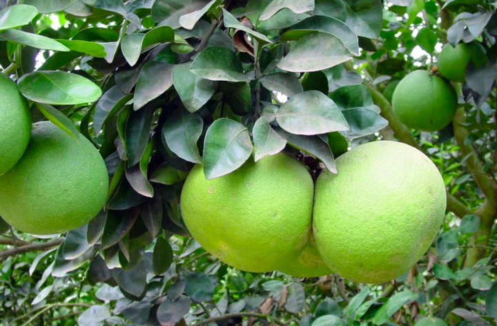 HTX Ngọc Lan: Mô hình trồng cây ăn quả đạt chuẩn xuất khẩu có tiềm năng lớn - 2