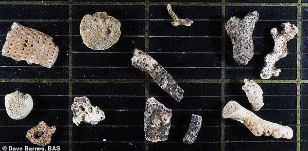 77 sinh vật như ngoài hành tinh trong 'mộ băng' 6.000 tuổi - 1