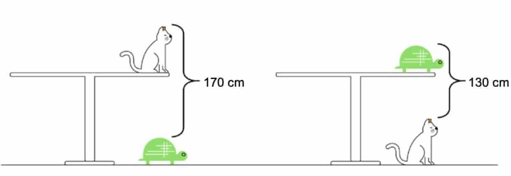 Bài toán con mèo, con rùa và cái bàn làm khó nhiều người - 1