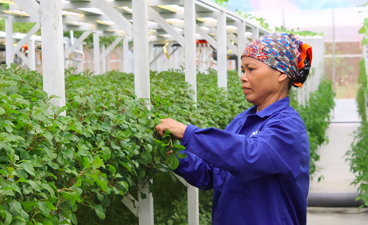 HTX Nông nghiệp ở Thủ đô: Giải pháp đồng bộ cho bài toán quỹ đất, giảm khó khăn - 2