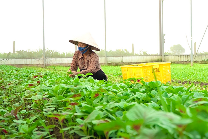 Liên minh HTX Hà Nội: Vượt ‘bão dịch’ phát huy hiệu quả mô hình kinh tế tập thể - 1