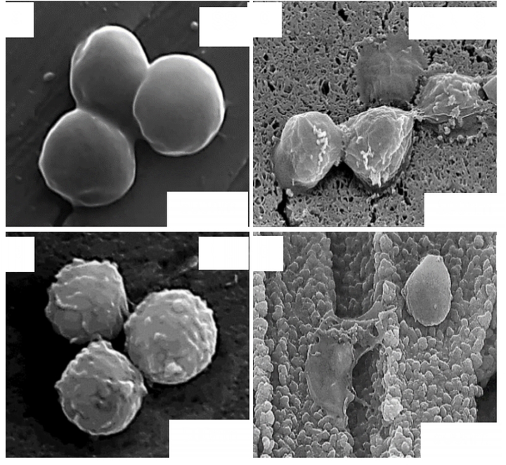Tiến sĩ người Việt chế tạo vật liệu diệt vi khuẩn nhanh gấp 120 lần - 3