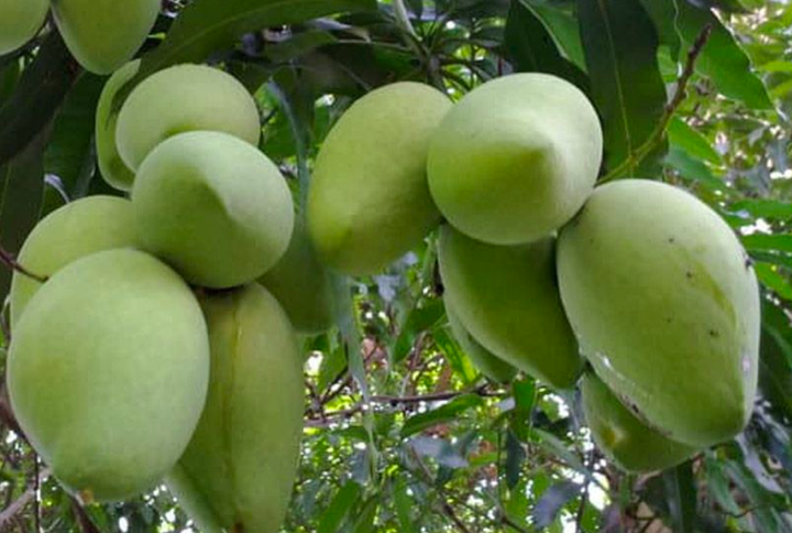 HTX Hòa Lộc-Tiền Giang: Sản xuất sạch ở mọi khâu để xoài cát đạt chất lượng cao - 3