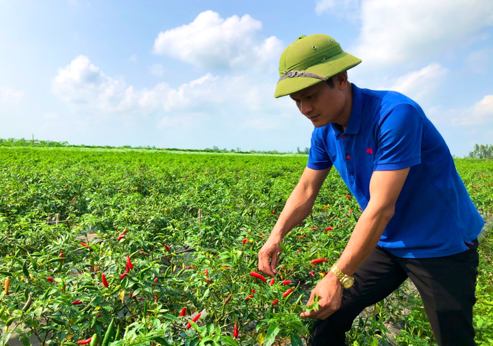 HTX Vũ Anh: Hồi sinh vùng đất 'chết', đưa nông sản sạch phủ xanh mảnh đất cằn - 1
