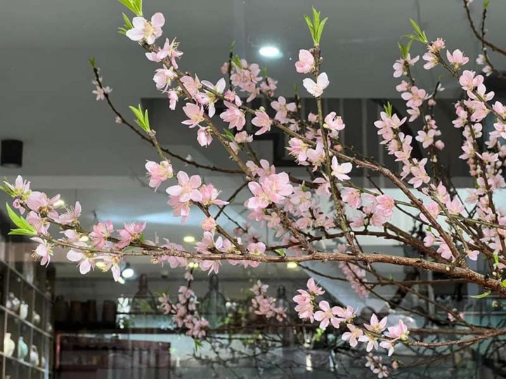 Đào rừng ồ ạt xuống phố sớm, giá rẻ chưa từng có - 1