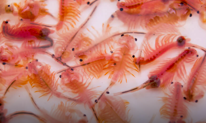 HTX Artemia Vĩnh Châu-Bạc Liêu: Mô hình liên kết giúp sản xuất đạt hiệu quả cao - 1