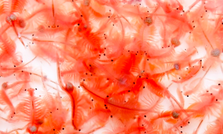 HTX Artemia Vĩnh Châu-Bạc Liêu: Mô hình liên kết giúp sản xuất đạt hiệu quả cao - 3