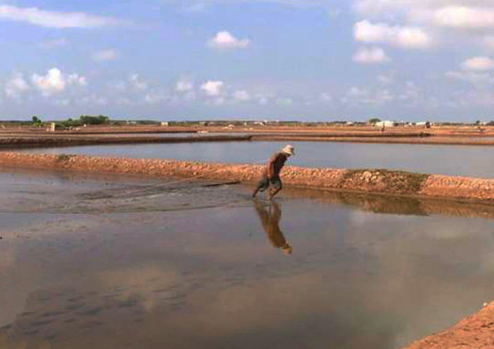 HTX Artemia Vĩnh Châu-Bạc Liêu: Mô hình liên kết giúp sản xuất đạt hiệu quả cao - 2