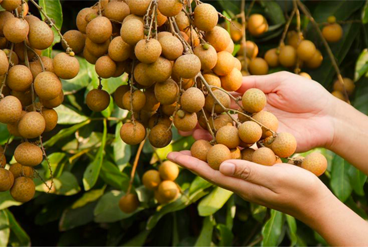 HTX Thái Thanh-Cần Thơ: Đầu tư vào trồng cây ăn trái chất lượng cao để xuất khẩu - 3