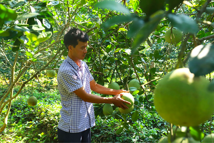 HTX Bưởi Bằng Luân: Phát huy giá trị của bưởi đặc sản, vỏ và hạt cũng sinh lời - 2