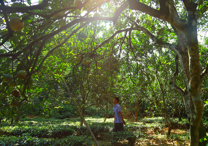 HTX Bưởi Bằng Luân: Phát huy giá trị của bưởi đặc sản, vỏ và hạt cũng sinh lời - 1