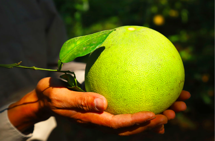 HTX Bưởi Bằng Luân: Phát huy giá trị của bưởi đặc sản, vỏ và hạt cũng sinh lời - 3