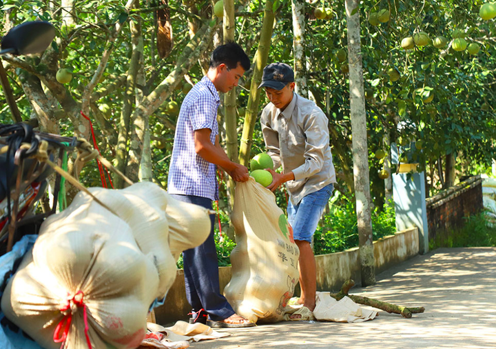 HTX Bưởi Bằng Luân: Phát huy giá trị của bưởi đặc sản, vỏ và hạt cũng sinh lời - 5