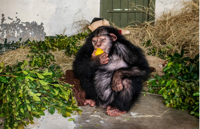 Con tinh tinh bất hạnh: Bị mẹ ruỗng rẫy, đồng loại đánh đập đến chết - 1