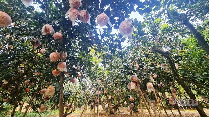 Tranh nhau đặt cọc bưởi đỏ ‘tiến Vua’ chuẩn bị Tết Nguyên đán - 2