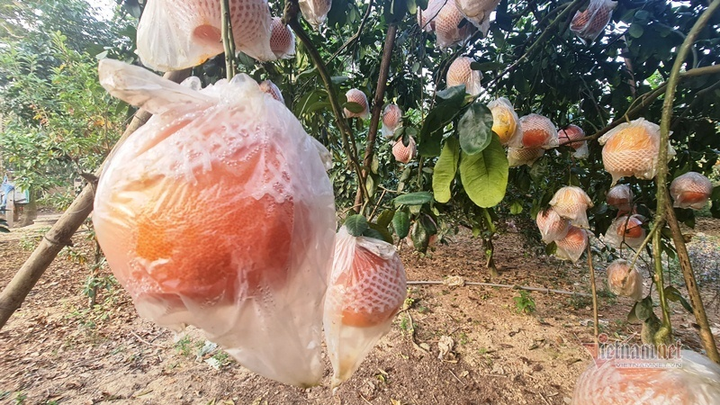 Tranh nhau đặt cọc bưởi đỏ ‘tiến Vua’ chuẩn bị Tết Nguyên đán - 4