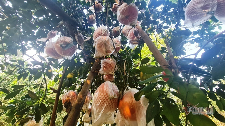 Tranh nhau đặt cọc bưởi đỏ ‘tiến Vua’ chuẩn bị Tết Nguyên đán - 3