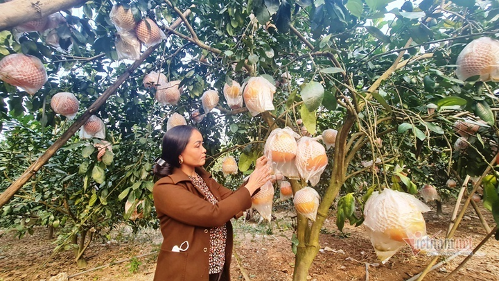 Tranh nhau đặt cọc bưởi đỏ ‘tiến Vua’ chuẩn bị Tết Nguyên đán - 5