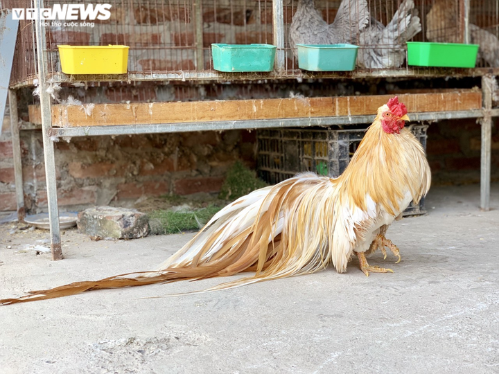 Trưởng phòng bỏ việc lương nghìn USD về quê chăn giống gà lạ đắt ngang xe SH - 4