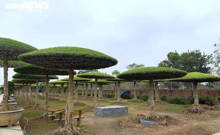 Ảnh: Vườn sanh lọng độc nhất vô nhị trị giá hàng chục tỷ đồng - 4