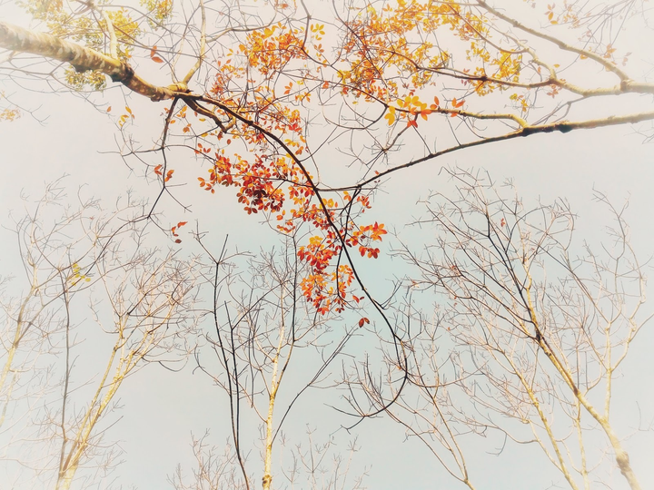 Cần gì đi Hàn, sát Sài Gòn cũng có nơi check-in lá vàng lãng mạn ‘rụng tim’ - 3