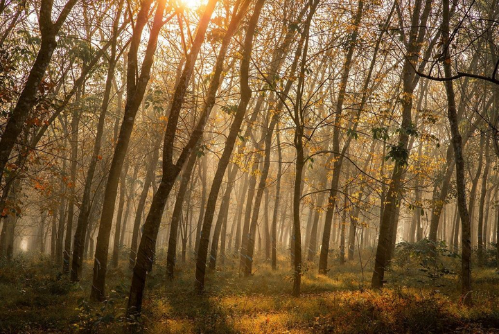 Cần gì đi Hàn, sát Sài Gòn cũng có nơi check-in lá vàng lãng mạn ‘rụng tim’ - 10