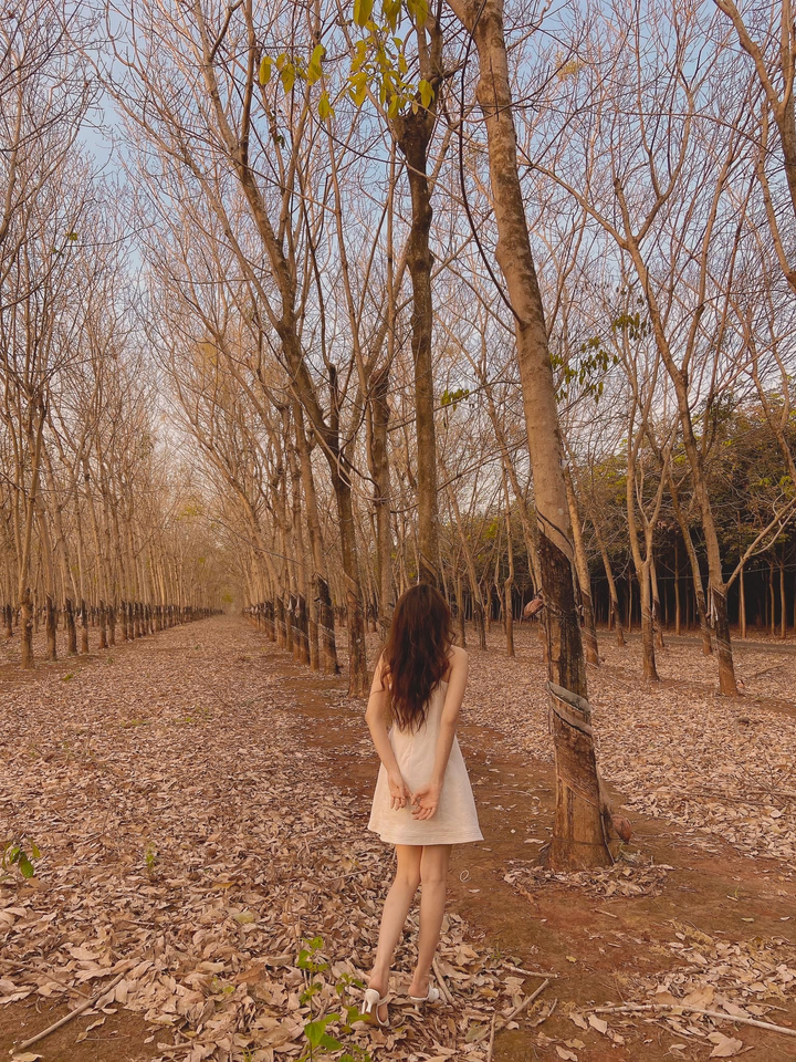 Cần gì đi Hàn, sát Sài Gòn cũng có nơi check-in lá vàng lãng mạn ‘rụng tim’ - 8