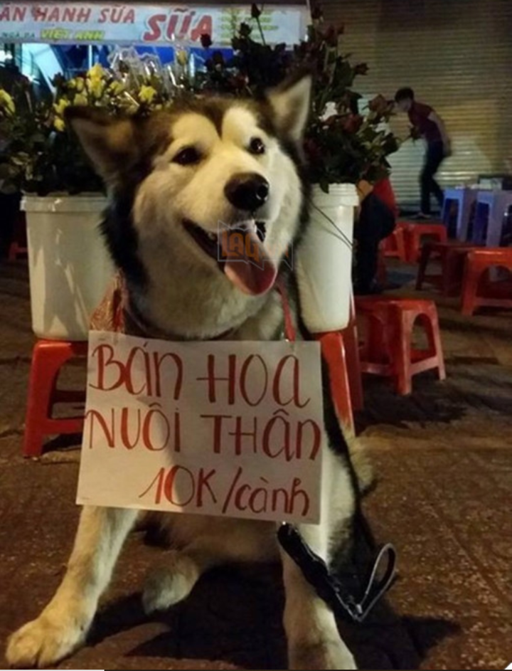 Những màn quảng cáo 'đỉnh cao' khiến người đọc không thể bỏ qua vì 'quá mặn' - 11