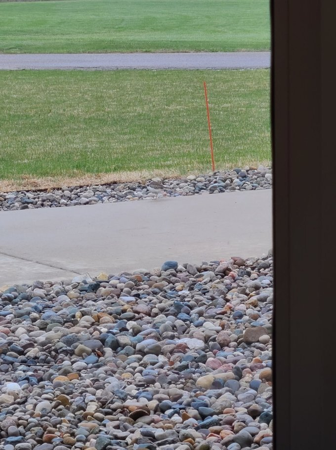 Trong 5 giây, thách bạn chỉ ra con chim đang ở đâu? - 1