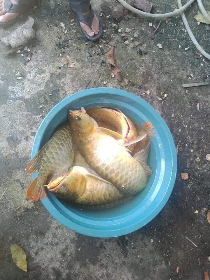 Bạn đến chơi mà nhà hết đồ ăn, con trai nướng đàn cá 200 triệu của bố để mời cơm - 2