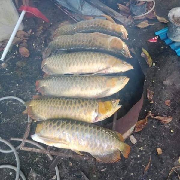 Bạn đến chơi mà nhà hết đồ ăn, con trai nướng đàn cá 200 triệu của bố để mời cơm - 1