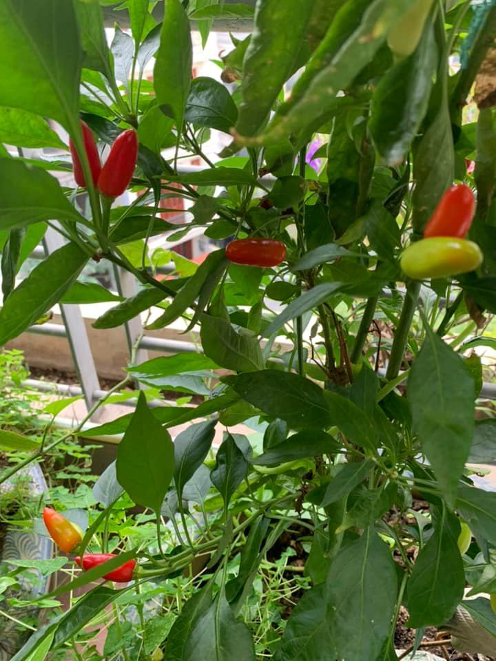 Cuộc sống an yên tuổi 73 của 'giọng đọc huyền thoại' NSƯT Kim Tiến - 12