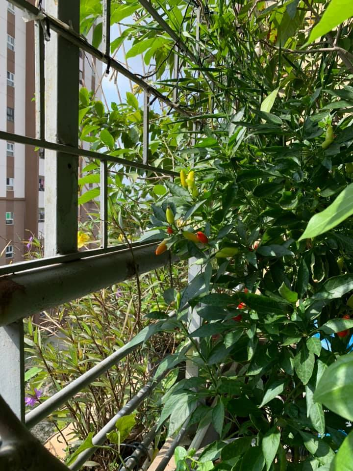 Cuộc sống an yên tuổi 73 của 'giọng đọc huyền thoại' NSƯT Kim Tiến - 13