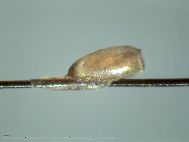 Kiểm tra xác ướp, choáng vì virus gây 'dịch bệnh lạ' 2.000 năm trước - 2