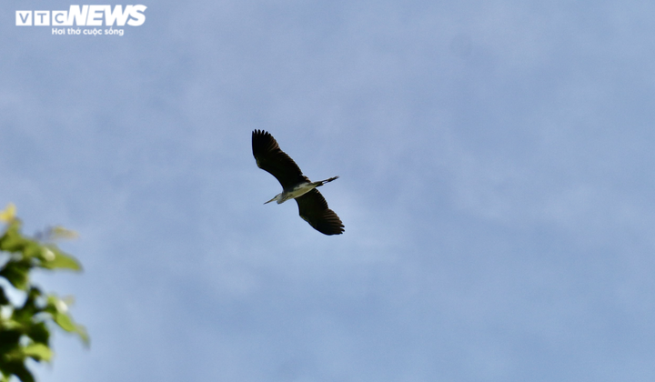 Ảnh: Ngôi chùa trăm tuổi ở miền Tây có đàn vạc đến ở nhờ hơn 2 thập kỷ - 8