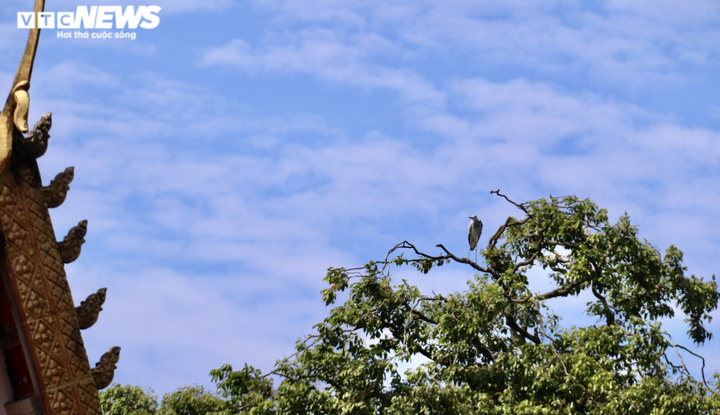 Ảnh: Ngôi chùa trăm tuổi ở miền Tây có đàn vạc đến ở nhờ hơn 2 thập kỷ - 9