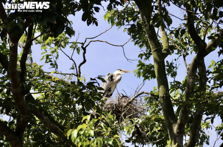 Ảnh: Ngôi chùa trăm tuổi ở miền Tây có đàn vạc đến ở nhờ hơn 2 thập kỷ - 7