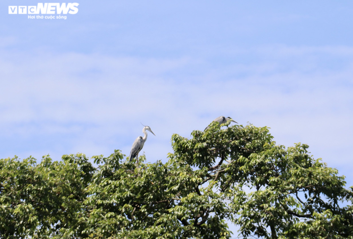 Ảnh: Ngôi chùa trăm tuổi ở miền Tây có đàn vạc đến ở nhờ hơn 2 thập kỷ - 6