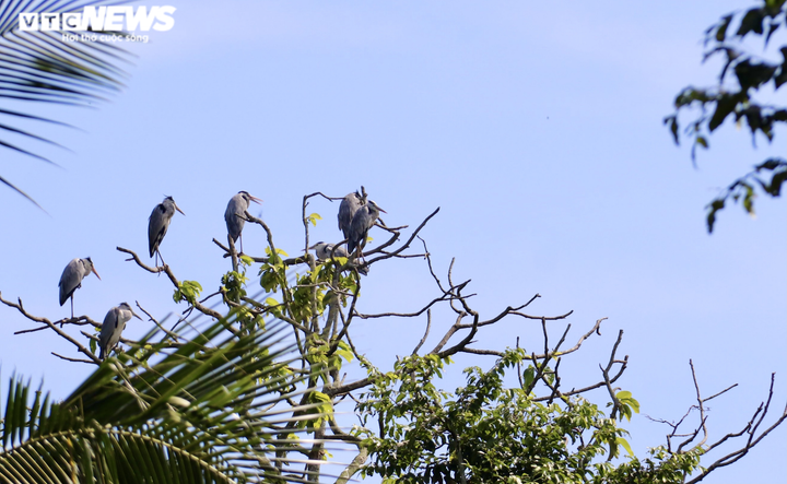 Ảnh: Ngôi chùa trăm tuổi ở miền Tây có đàn vạc đến ở nhờ hơn 2 thập kỷ - 5