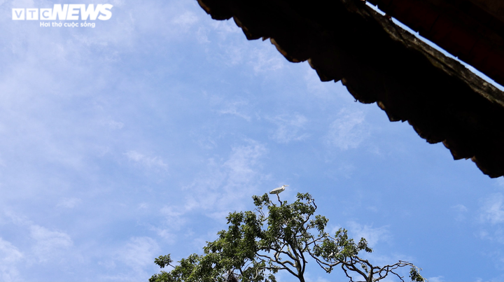 Ảnh: Ngôi chùa trăm tuổi ở miền Tây có đàn vạc đến ở nhờ hơn 2 thập kỷ - 11