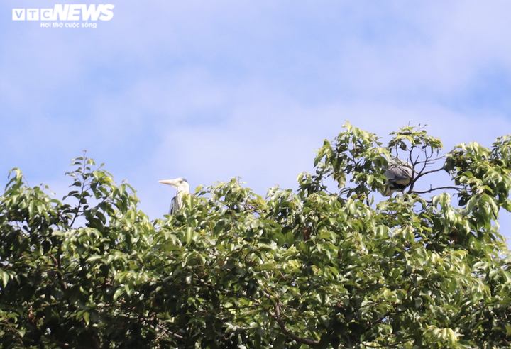 Ảnh: Ngôi chùa trăm tuổi ở miền Tây có đàn vạc đến ở nhờ hơn 2 thập kỷ - 3