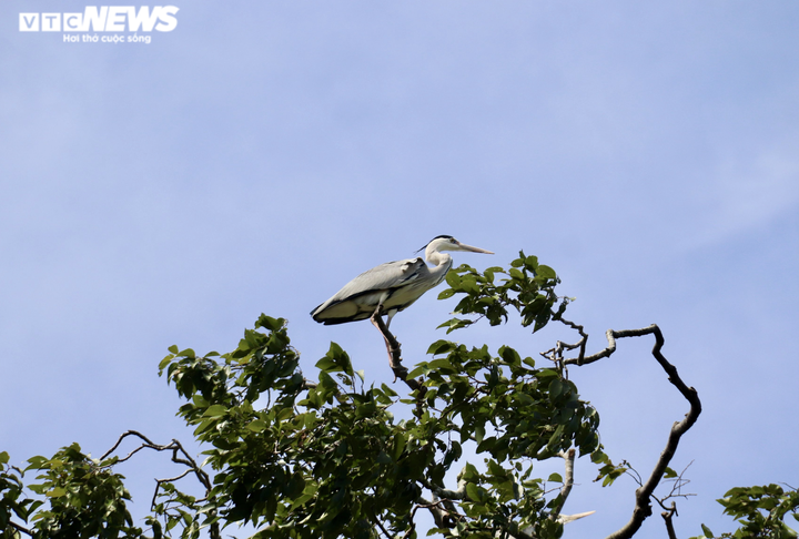Ảnh: Ngôi chùa trăm tuổi ở miền Tây có đàn vạc đến ở nhờ hơn 2 thập kỷ - 10