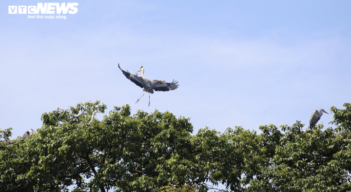 Ảnh: Ngôi chùa trăm tuổi ở miền Tây có đàn vạc đến ở nhờ hơn 2 thập kỷ - 4